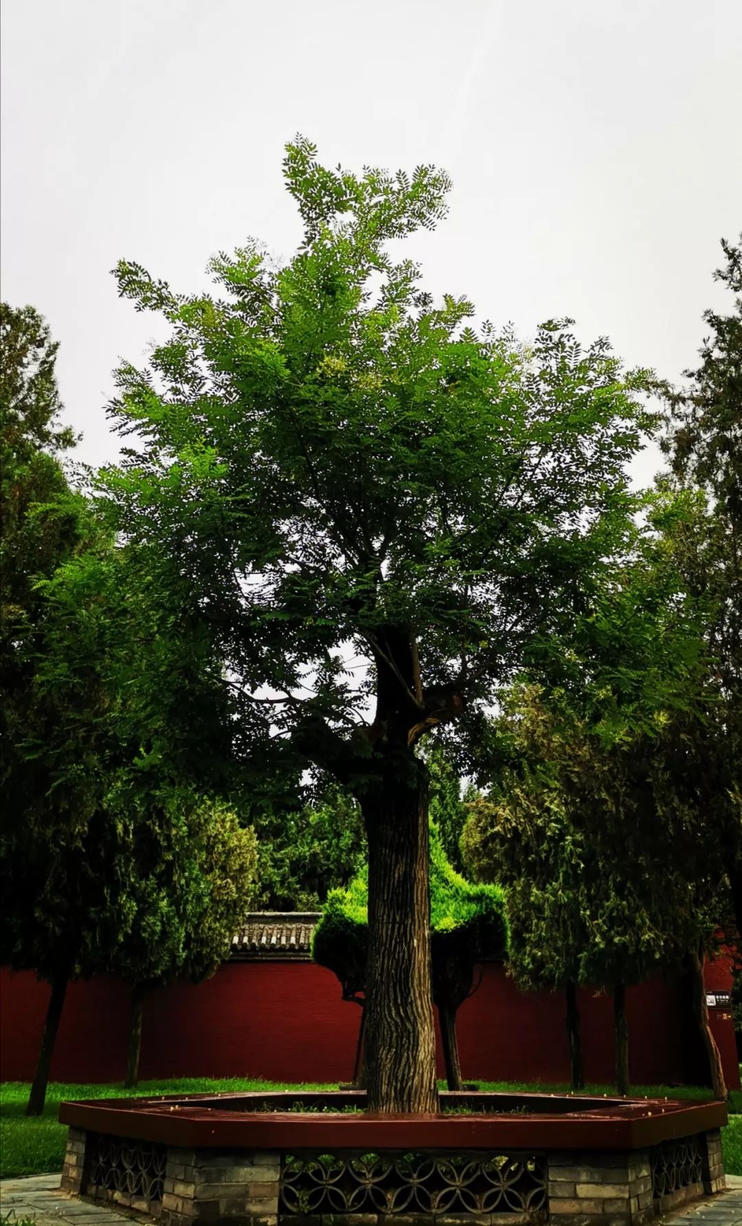 谈谈周口市树国槐那一株根植在三川大地的大槐树