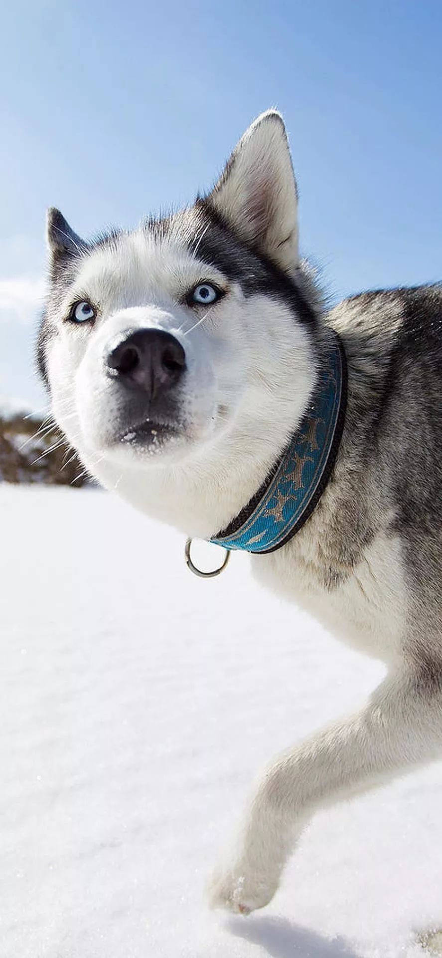 宠物壁纸丨是谁家的二哈呀