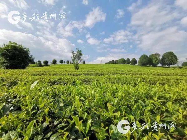 夏秋决战印江缠溪镇老茶园焕发新生机