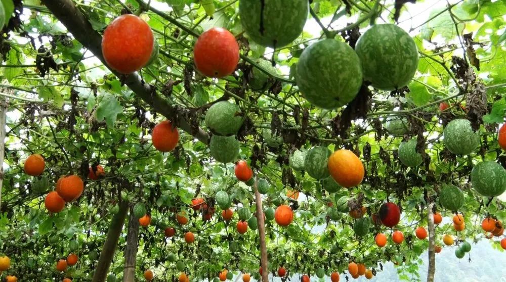 聚焦丹寨金秋时节瓜果飘香特色产业兴县富民