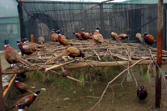 泛滥成灾的野鸡无人捕杀这可馋坏了吃货们