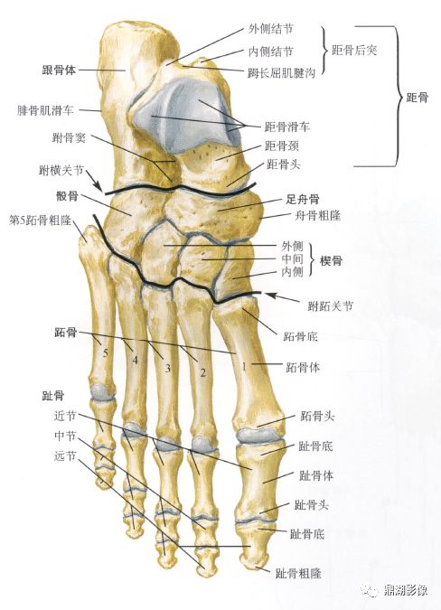 x线高清图谱精致足部解剖