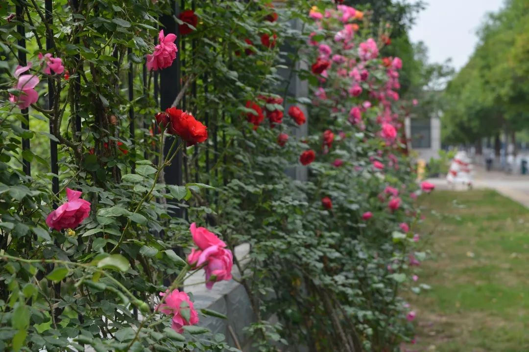 围墙变花墙立体绿化扮靓生态城
