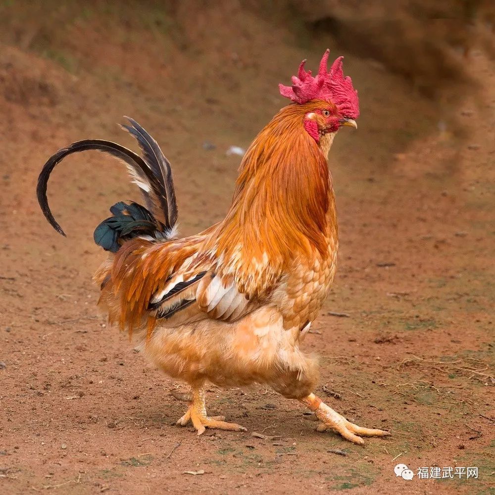 扬州仪征的鸡图片