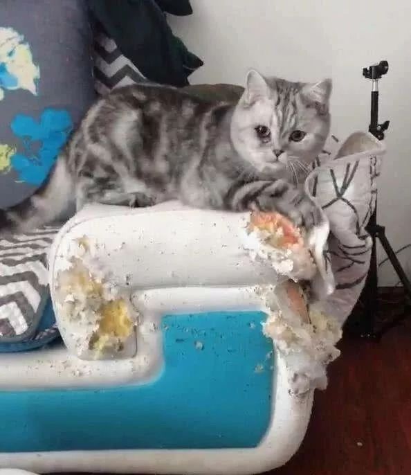 看到猫咪拆家的样子
