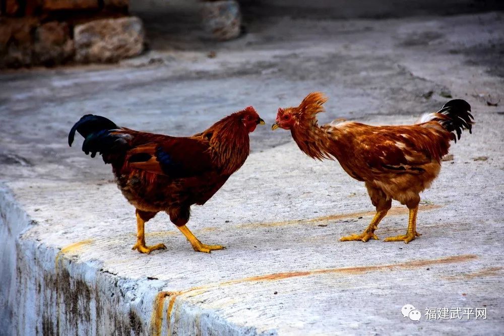 获奖名单出炉!武平县"天赐良鸡"摄影大赛评选结果揭晓