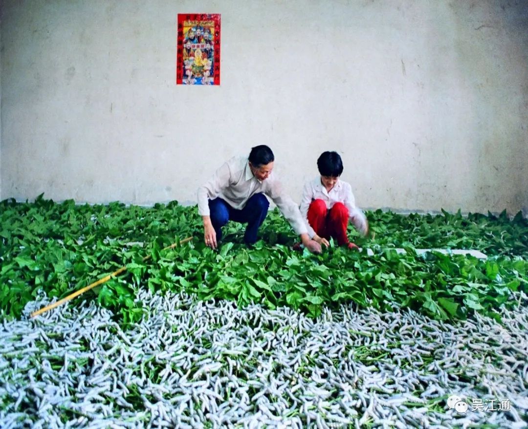 养蚕的优势条件(在养蚕的过程中都有哪些因素影响蚕的生长发育)