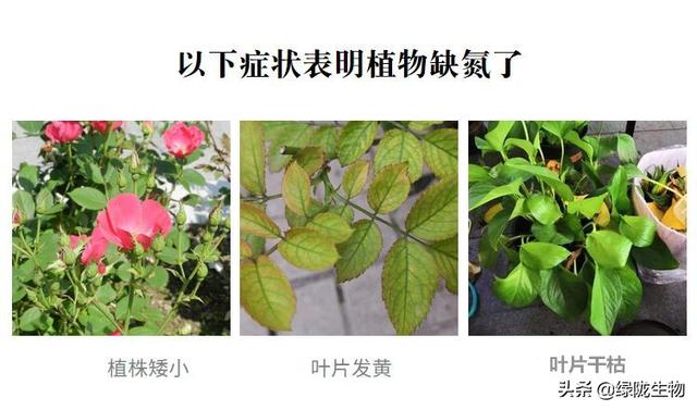 氮肥看似简单却很复杂,缺氮和过量都不行_作物