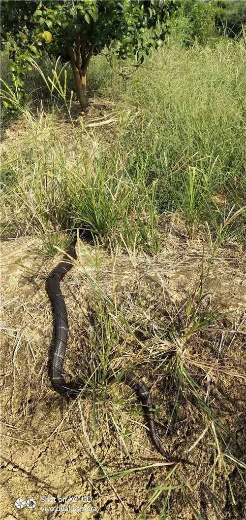 太吓人了眼镜王蛇被困易拉罐男子竟徒手解救