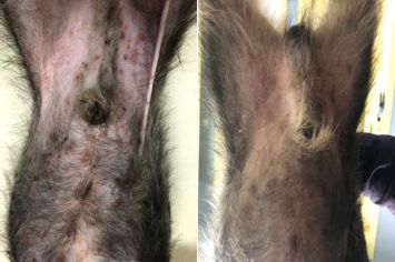 5例瘙痒性皮肤病病例专家点评跟随名师诊疗思路查漏补缺2