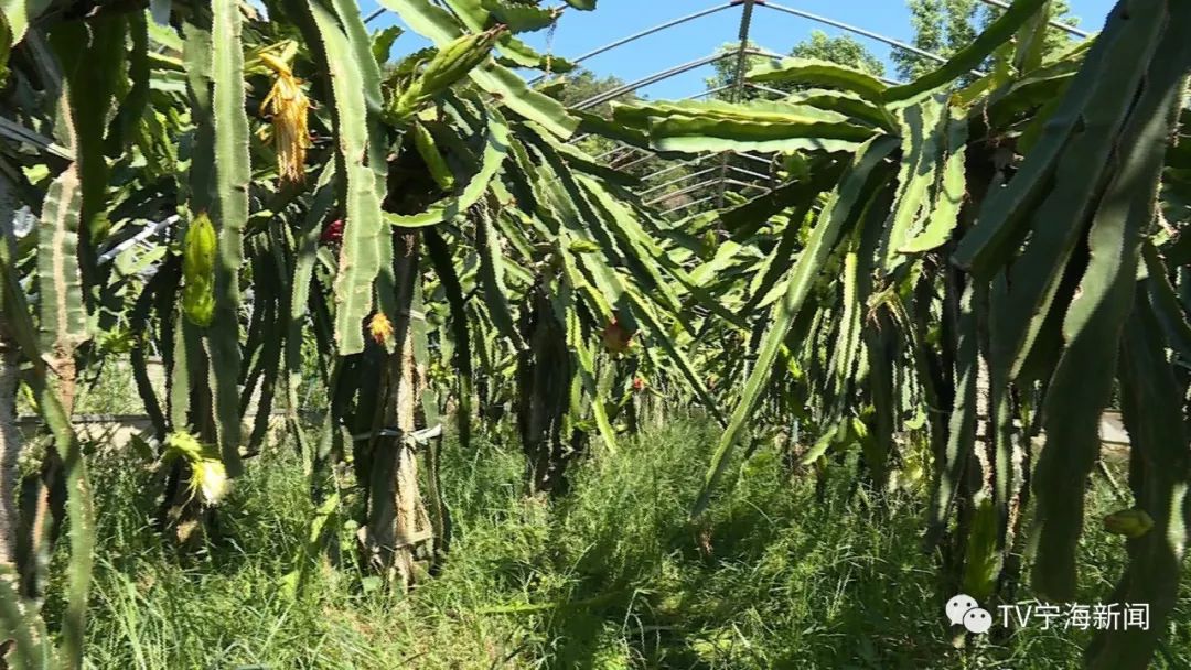 火龙果丰收啦~可把农户乐开了花!_种植