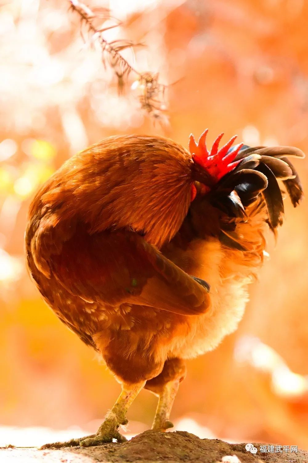 获奖名单出炉!武平县"天赐良鸡"摄影大赛评选结果揭晓