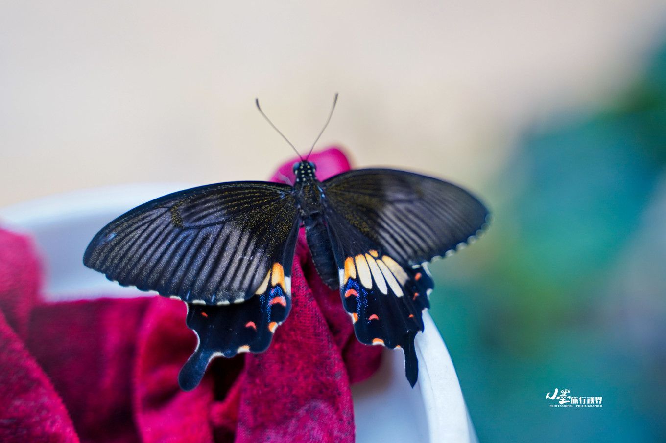 湖洲有个亚洲最大的蝴蝶生态馆 超适合亲子游_庄周梦蝶