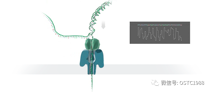 测序仪是oxford nanopore technology公司研发的系列产品,包括minion
