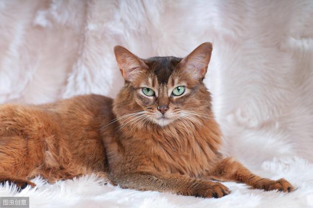 你没见过的猫系列分享索马里猫