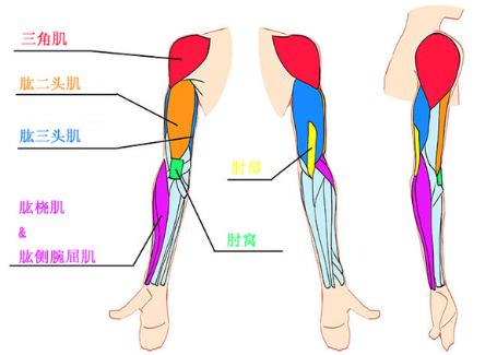 画手和手臂需要画好骨骼肌肉吗