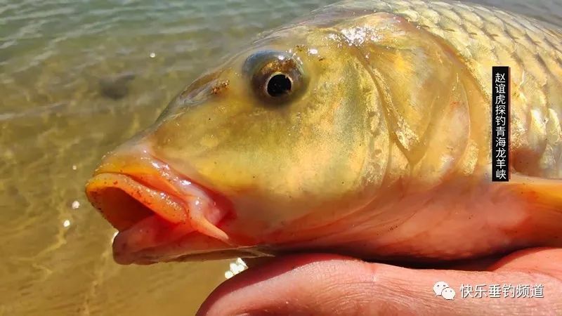 探钓青海龙羊峡纯野生大鲫大鲤不空军