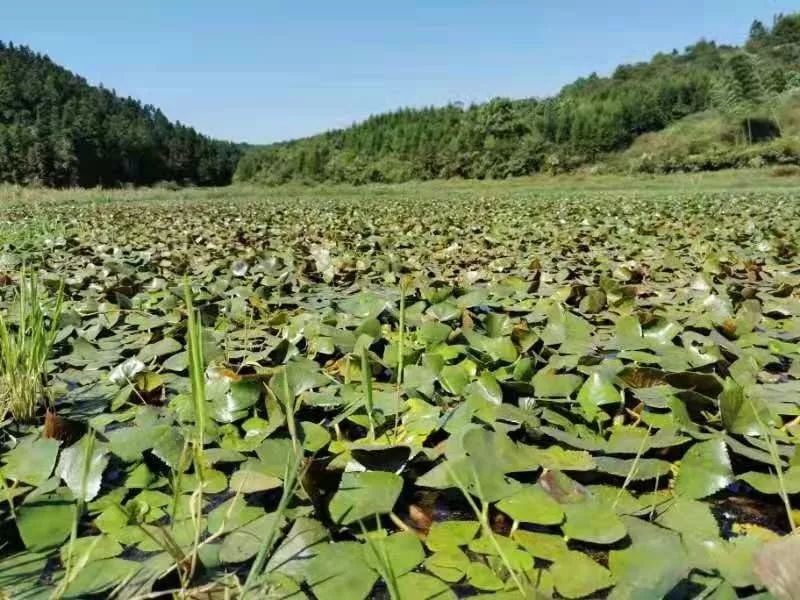菱角销售告急勤劳汉却遭遇丰收的烦恼