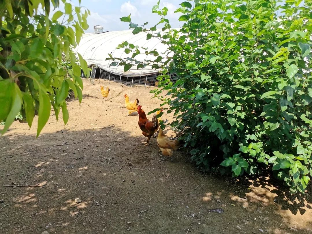 点点小手在家就能收菜这样的现实版开心农场就在丹徒