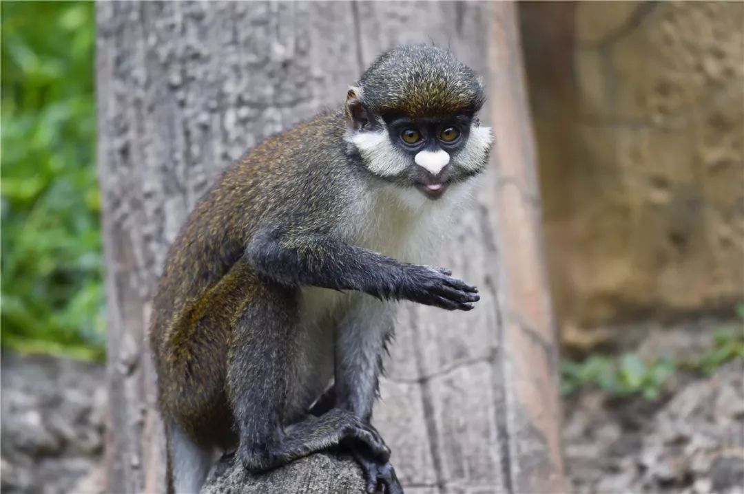 山伍成群國慶旅遊大揭秘杭州野生動物園讓你一次玩個夠