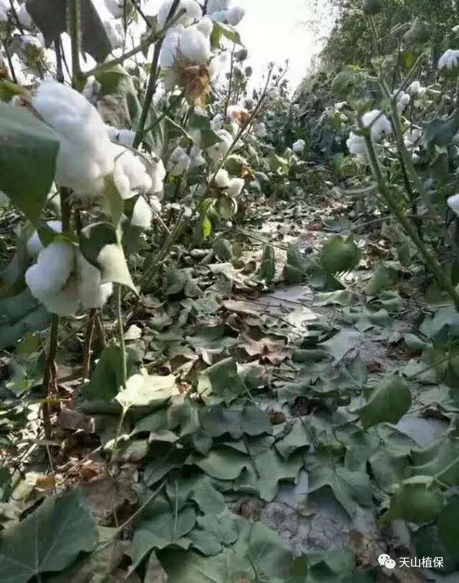 原创如何提高棉花叶片青脱效果你怎么看