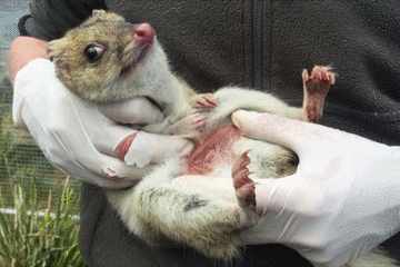 刚出生的袋鼠幼崽图片图片