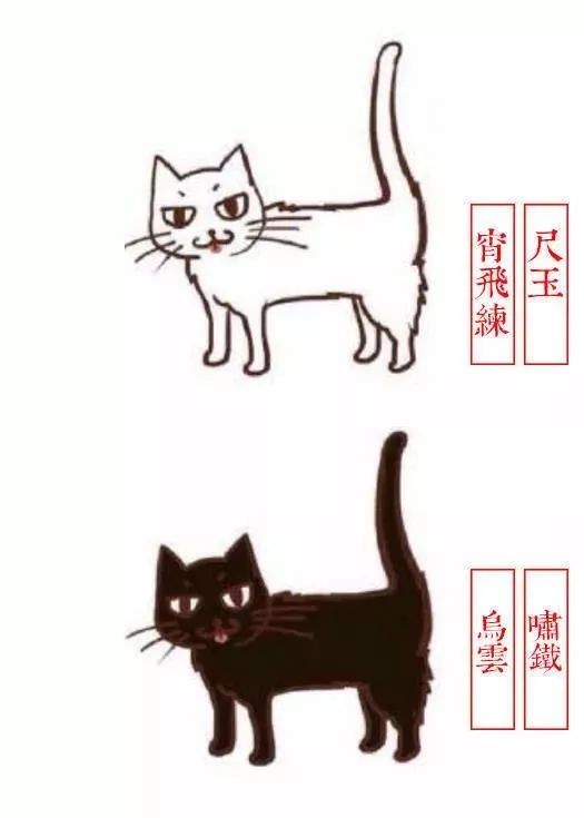 "田园猫,代表着土气,低贱?