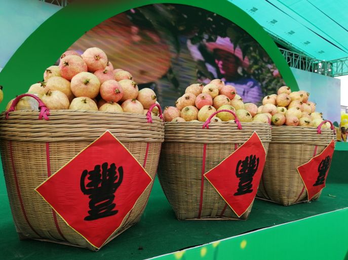 正是瓜果飘香时2019广州增城农民丰收节即将开幕