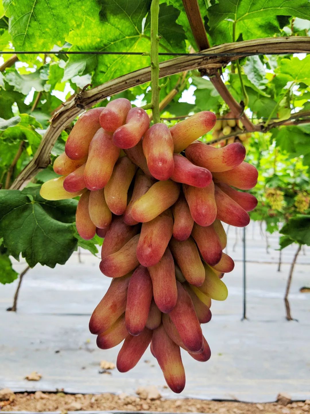 擂鼓村葡萄园的美人指阳光玫瑰只要10元斤啦