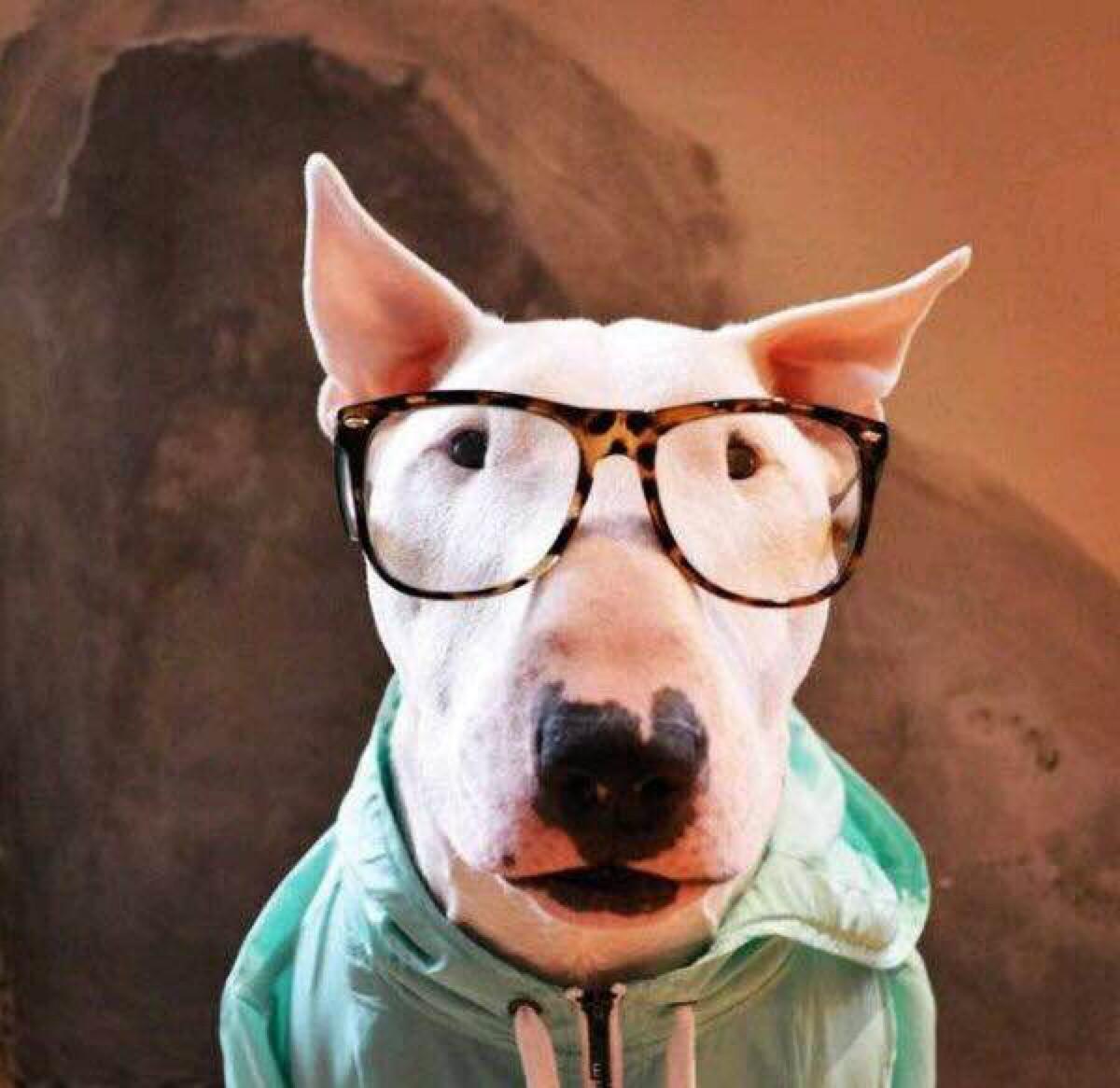 盘点难训练的顽劣狗狗