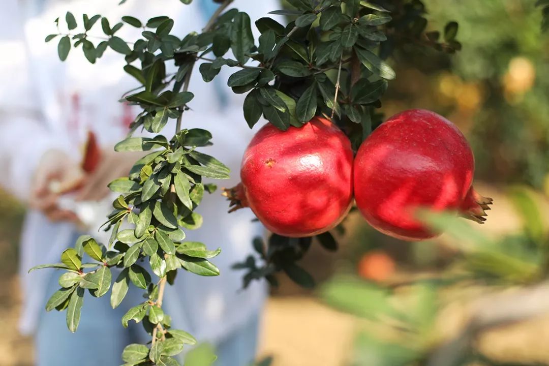 喜买甄选河阴软籽石榴上线预告,现在可以下单了!