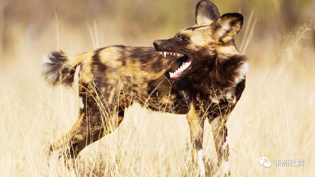 往往非洲野犬在遇到落单的鬣狗时,都会群起攻之,而鬣狗对待非洲野狗也