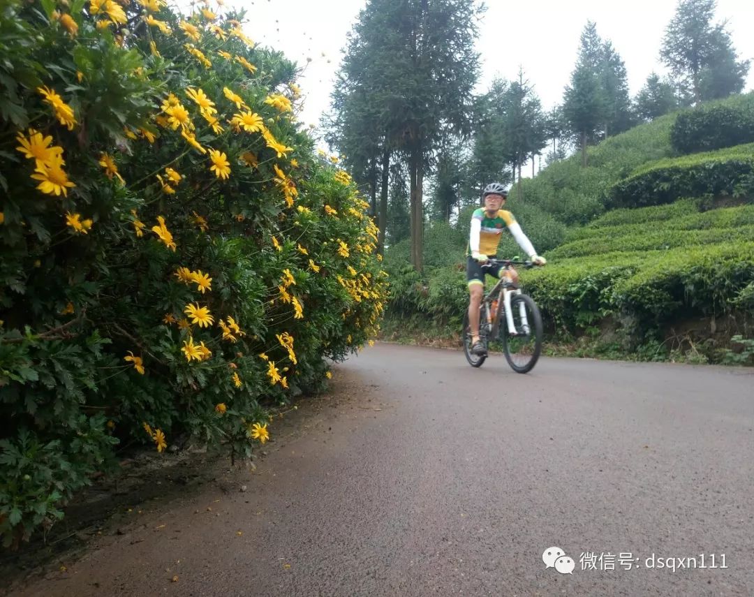 骑行爱好者穿梭普安茶园,美呆了!