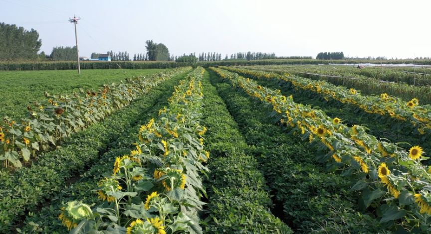 共享丰收 | 粮油间作 农民增收好路子_种植