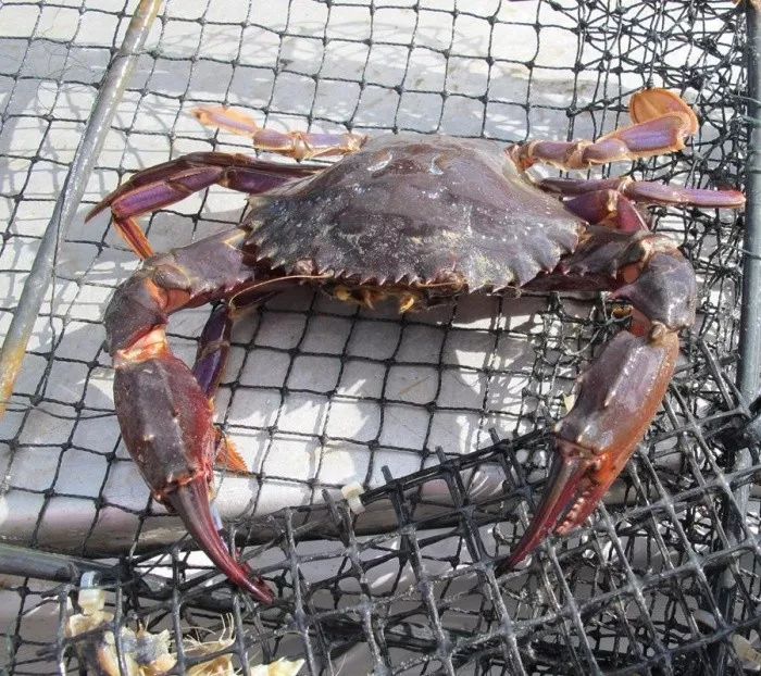 澳洲华人注意千万不要捕捉食用这种毒螃蟹该物已上政府黑名单