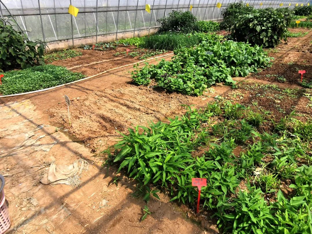 点点小手在家就能收菜这样的现实版开心农场就在丹徒