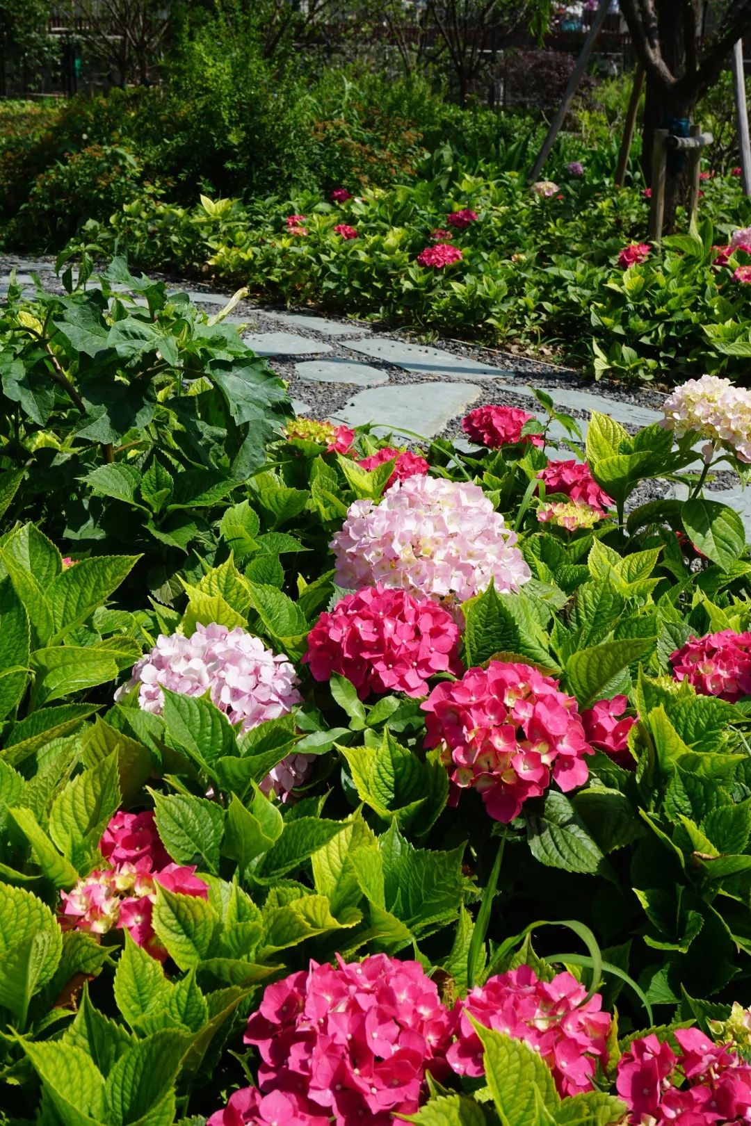 春夏交匯的時節小編來踩點時公園亦是一步一景,花團錦簇彭浦新村公園