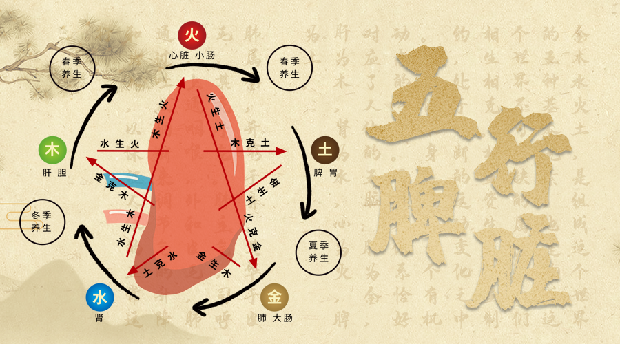 脾脏属土脾脏养护很关键这几点一定要做好