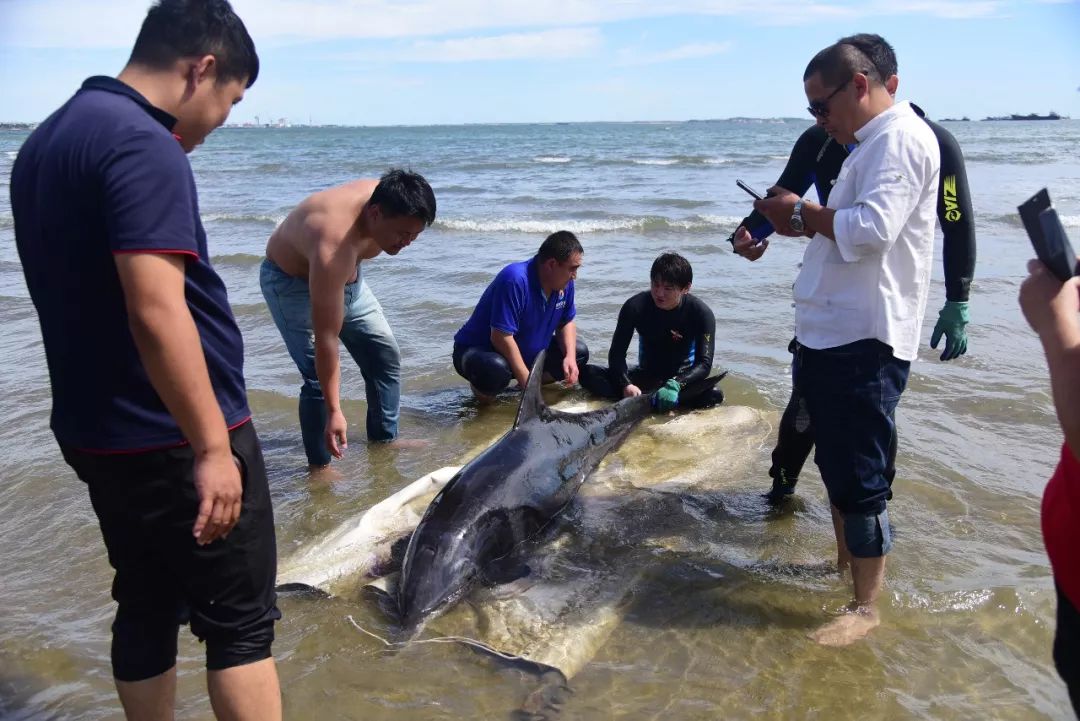 昨日2歲受傷海豚在石島灣海域求救並獲得救治