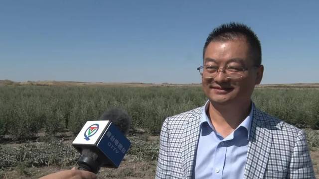 艾草在奇台县种植成功