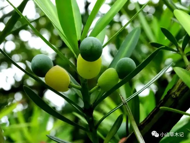 在绿叶之间快乐玩耍,它们捉迷藏,竖蜻蜓,倒挂金钟,平淡无奇的绿树,一