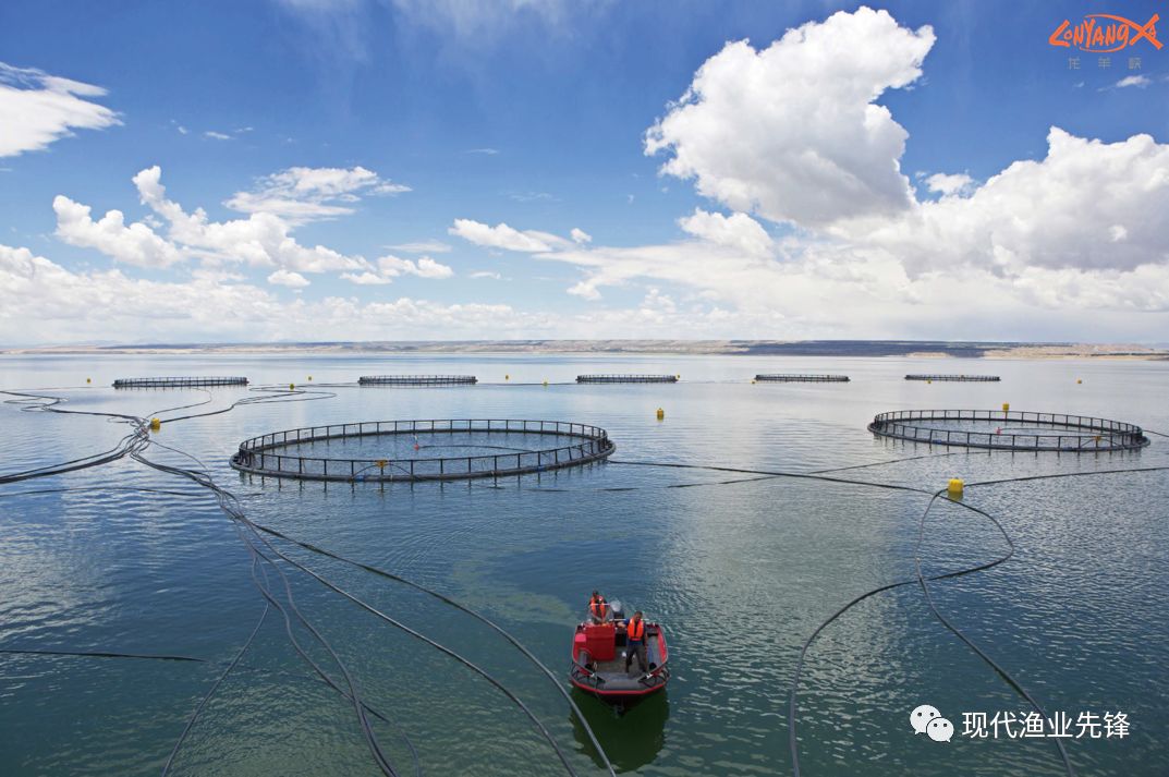 潜力股冷水鱼游热渔业经济