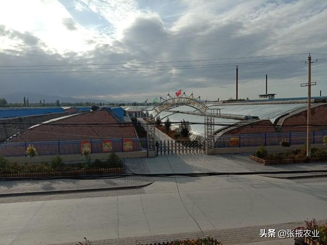 甘州区党寨镇雷寨村:现代设施农业促农增收