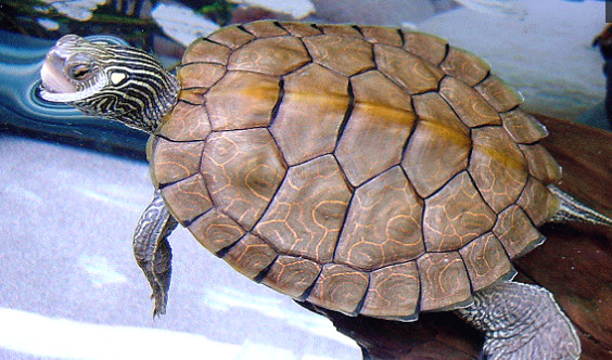 然而,与这些龟不同的是,地图龟在它的背甲中有一条很明显的嵴突
