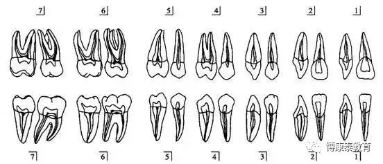 建议收藏 | 牙齿的解剖形态【口诀 解释】!