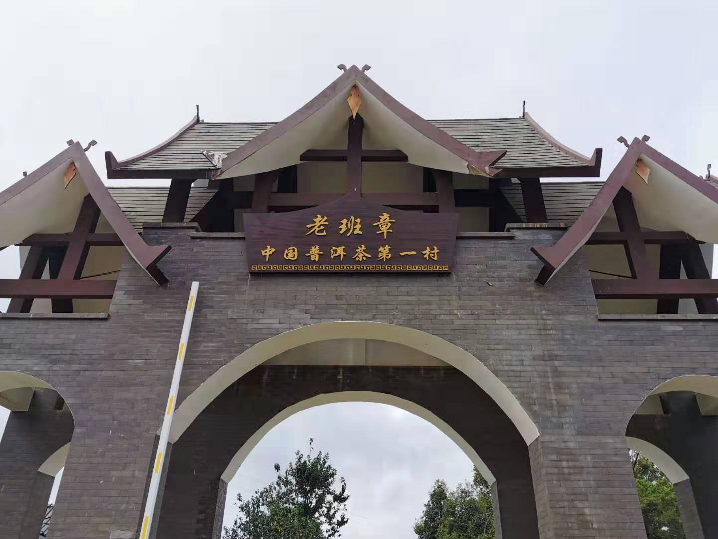 老班章秋茶来了# 老班章村直播,成本价预定!