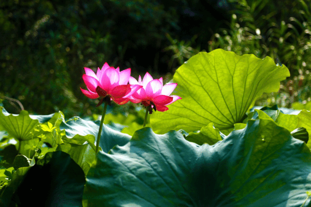 639_426gif 动态图 动图