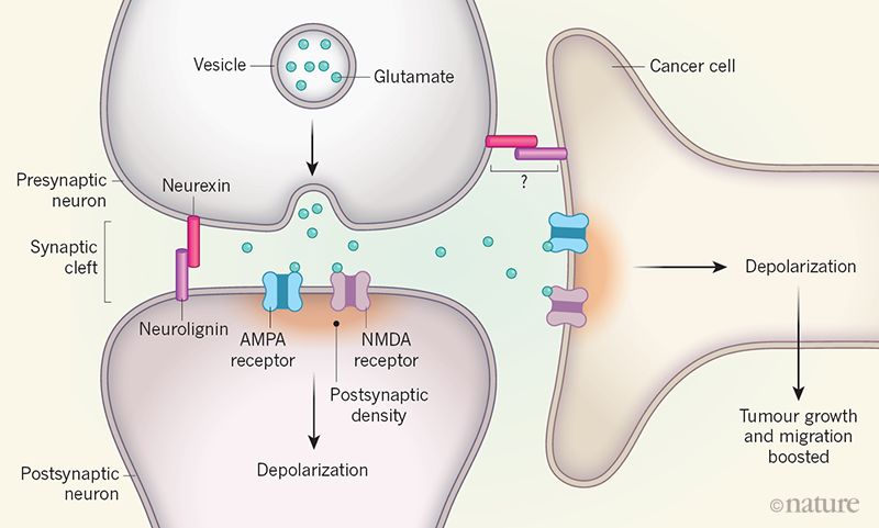 癌細胞會和神經細胞形成突觸結構,促進自己生長 (圖片來源: 參考