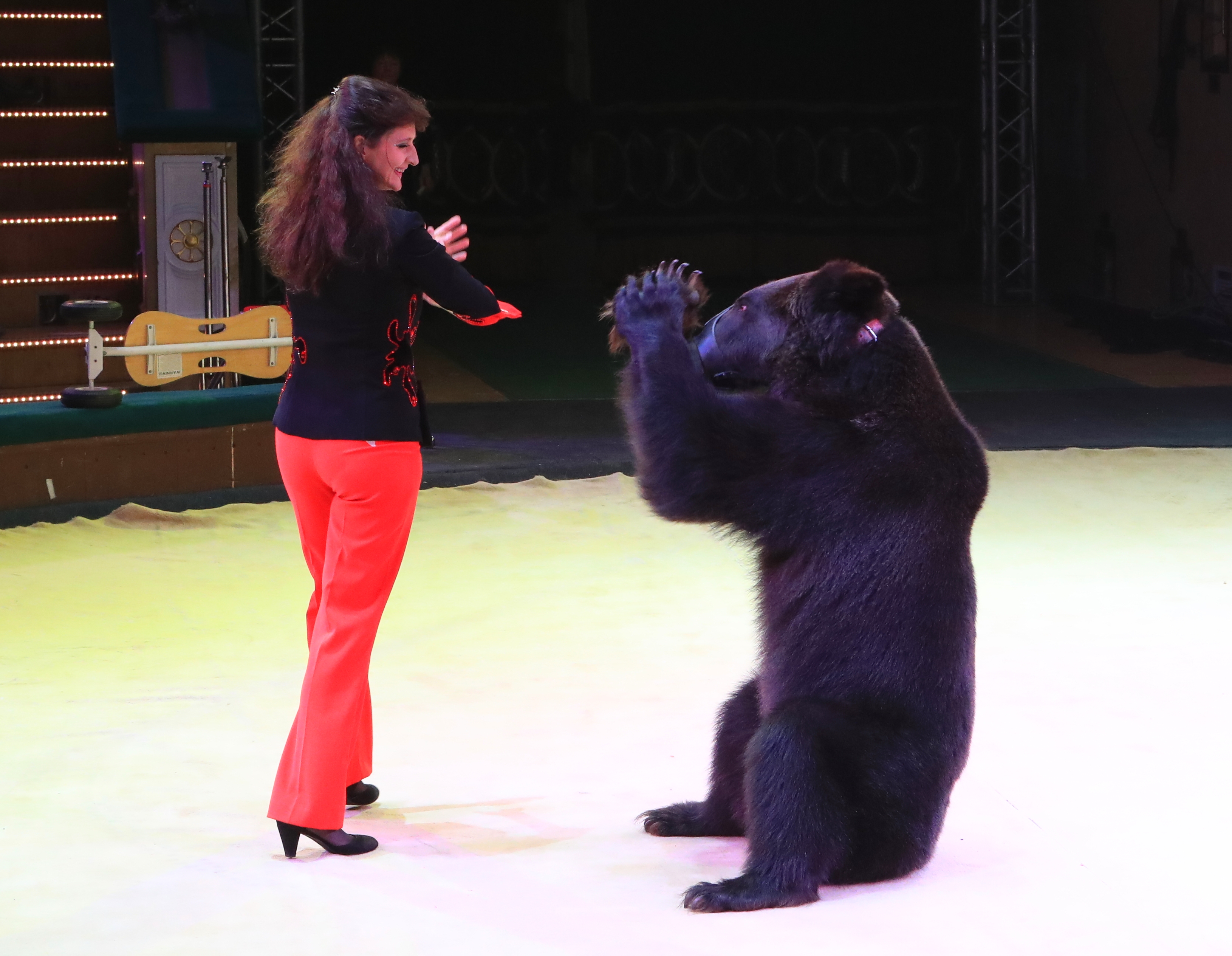 9月19日,在白俄罗斯明斯克,驯兽师在艺术节上进行驯熊表演.