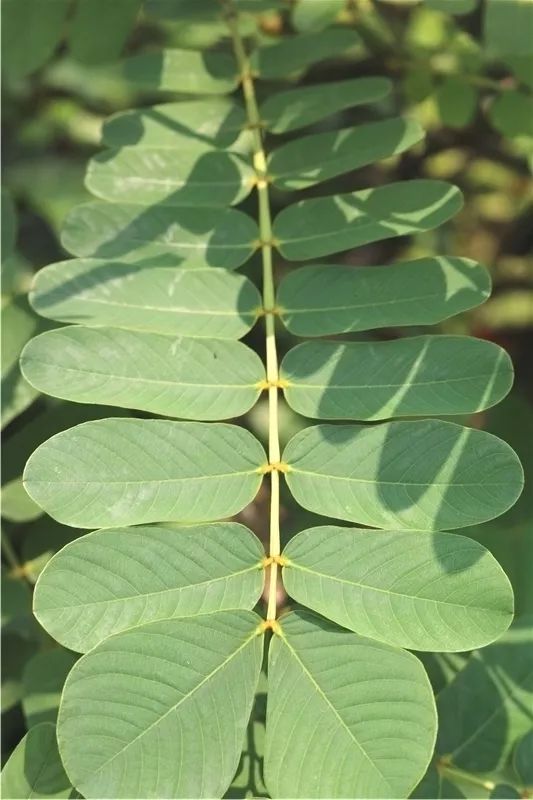 它的叶子像一把小芭蕉扇羽状复叶上每两片椭圆形的小叶对生叶片摸上去